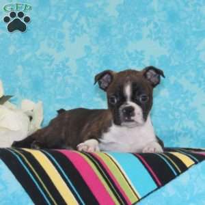 Plum, Boston Terrier Puppy